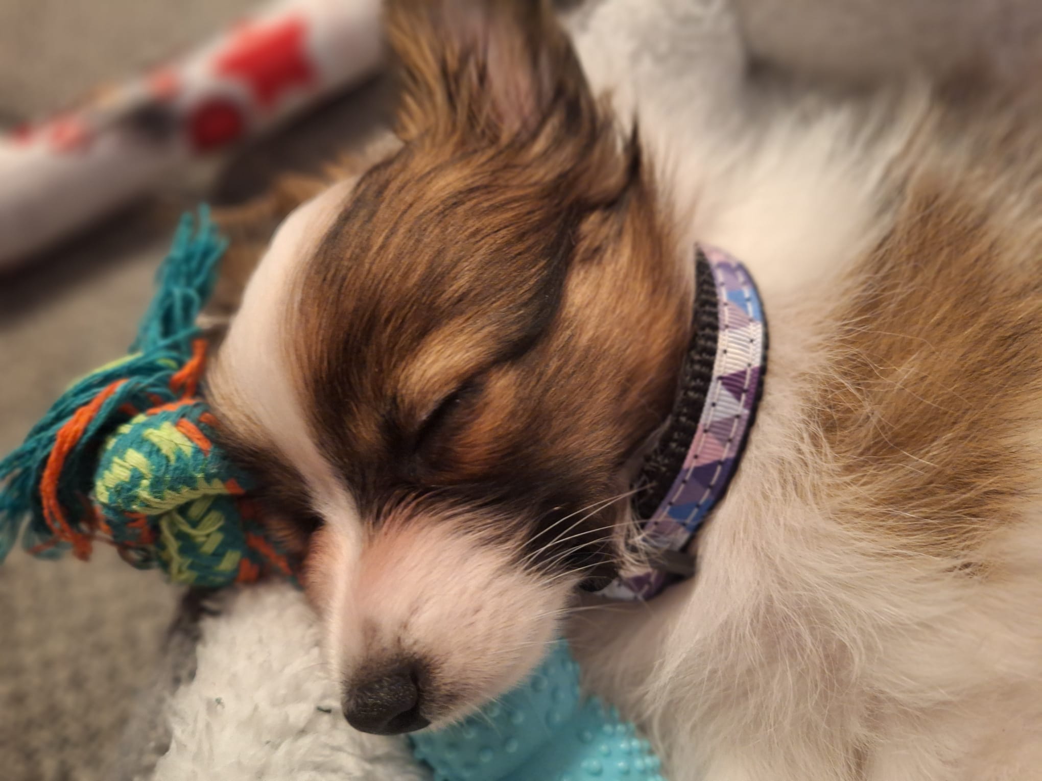 obojek pro štěňata